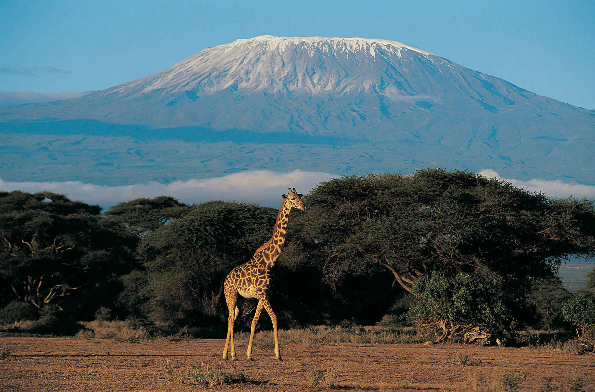 A giraffe on the plains with Mount Kilimanjaro rising behind
